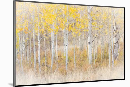 Utah, Manti-La Sal National Forest. Aspen Forest Scenic-Jaynes Gallery-Mounted Photographic Print