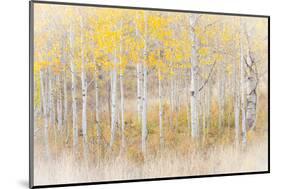 Utah, Manti-La Sal National Forest. Aspen Forest Scenic-Jaynes Gallery-Mounted Photographic Print