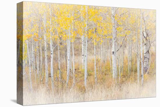 Utah, Manti-La Sal National Forest. Aspen Forest Scenic-Jaynes Gallery-Stretched Canvas