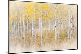 Utah, Manti-La Sal National Forest. Aspen Forest Scenic-Jaynes Gallery-Mounted Photographic Print