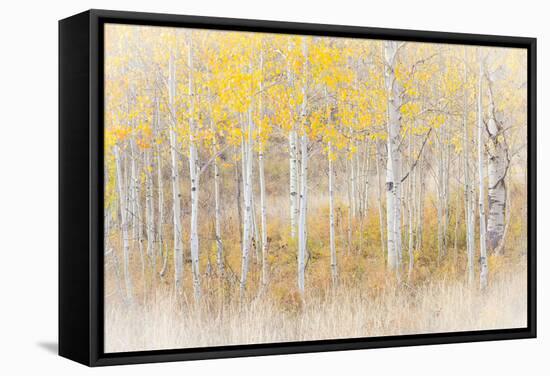 Utah, Manti-La Sal National Forest. Aspen Forest Scenic-Jaynes Gallery-Framed Stretched Canvas