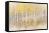 Utah, Manti-La Sal National Forest. Aspen Forest Scenic-Jaynes Gallery-Framed Stretched Canvas