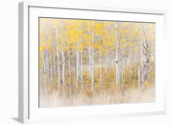 Utah, Manti-La Sal National Forest. Aspen Forest Scenic-Jaynes Gallery-Framed Photographic Print