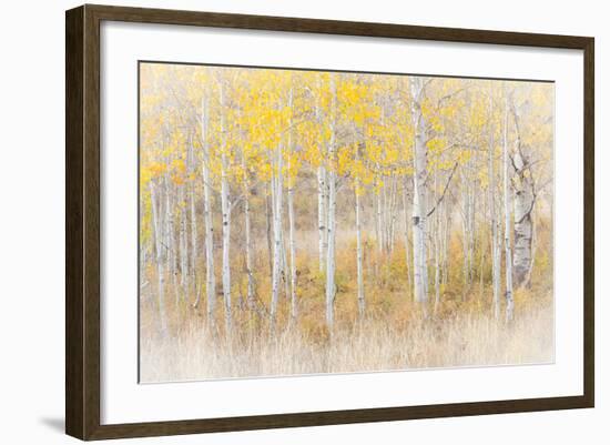 Utah, Manti-La Sal National Forest. Aspen Forest Scenic-Jaynes Gallery-Framed Photographic Print