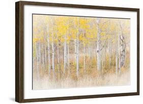 Utah, Manti-La Sal National Forest. Aspen Forest Scenic-Jaynes Gallery-Framed Photographic Print