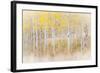 Utah, Manti-La Sal National Forest. Aspen Forest Scenic-Jaynes Gallery-Framed Photographic Print