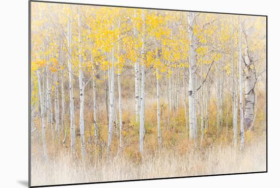 Utah, Manti-La Sal National Forest. Aspen Forest Scenic-Jaynes Gallery-Mounted Photographic Print