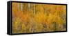Utah, Manti-La Sal National Forest. Autumn Forest Landscape-Jaynes Gallery-Framed Stretched Canvas