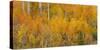 Utah, Manti-La Sal National Forest. Autumn Forest Landscape-Jaynes Gallery-Stretched Canvas