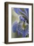 Utah, Manti-La-Sal National Forest. Detail of Wild Iris in Early Spring-Judith Zimmerman-Framed Photographic Print