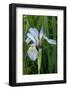 Utah, Manti-La-Sal National Forest. Wild Iris with Bud in Early Spring-Judith Zimmerman-Framed Photographic Print