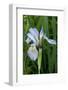 Utah, Manti-La-Sal National Forest. Wild Iris with Bud in Early Spring-Judith Zimmerman-Framed Photographic Print