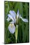 Utah, Manti-La-Sal National Forest. Wild Iris with Bud in Early Spring-Judith Zimmerman-Mounted Photographic Print