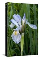 Utah, Manti-La-Sal National Forest. Wild Iris with Bud in Early Spring-Judith Zimmerman-Stretched Canvas