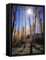 Utah, Manti La Sal Nf. Autumn Colors of Aspen Trees-Christopher Talbot Frank-Framed Stretched Canvas