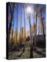 Utah, Manti La Sal Nf. Autumn Colors of Aspen Trees-Christopher Talbot Frank-Stretched Canvas