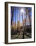 Utah, Manti La Sal Nf. Autumn Colors of Aspen Trees-Christopher Talbot Frank-Framed Photographic Print