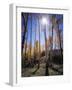 Utah, Manti La Sal Nf. Autumn Colors of Aspen Trees-Christopher Talbot Frank-Framed Photographic Print