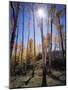 Utah, Manti La Sal Nf. Autumn Colors of Aspen Trees-Christopher Talbot Frank-Mounted Photographic Print