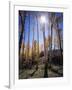 Utah, Manti La Sal Nf. Autumn Colors of Aspen Trees-Christopher Talbot Frank-Framed Photographic Print