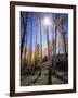 Utah, Manti La Sal Nf. Autumn Colors of Aspen Trees-Christopher Talbot Frank-Framed Photographic Print