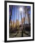 Utah, Manti La Sal Nf. Autumn Colors of Aspen Trees-Christopher Talbot Frank-Framed Photographic Print