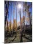 Utah, Manti La Sal Nf. Autumn Colors of Aspen Trees-Christopher Talbot Frank-Mounted Photographic Print