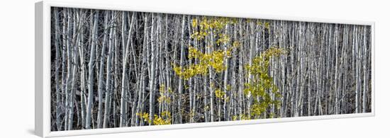 Utah, Mostly Bare Aspen Trees on Boulder Mountain-Judith Zimmerman-Framed Photographic Print