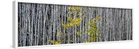 Utah, Mostly Bare Aspen Trees on Boulder Mountain-Judith Zimmerman-Framed Photographic Print