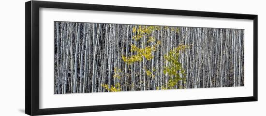 Utah, Mostly Bare Aspen Trees on Boulder Mountain-Judith Zimmerman-Framed Photographic Print