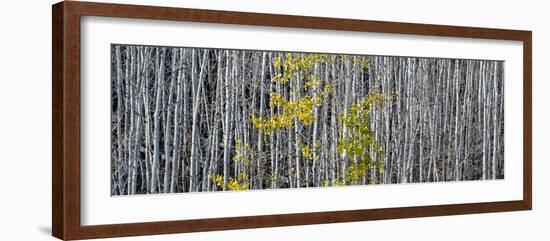 Utah, Mostly Bare Aspen Trees on Boulder Mountain-Judith Zimmerman-Framed Photographic Print