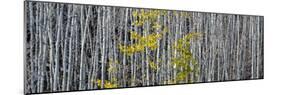 Utah, Mostly Bare Aspen Trees on Boulder Mountain-Judith Zimmerman-Mounted Photographic Print