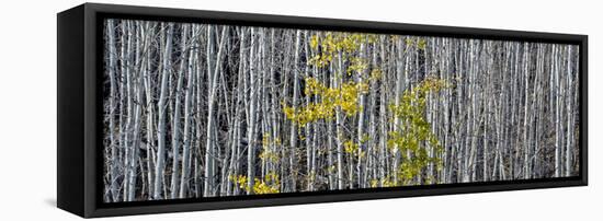 Utah, Mostly Bare Aspen Trees on Boulder Mountain-Judith Zimmerman-Framed Stretched Canvas