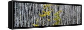 Utah, Mostly Bare Aspen Trees on Boulder Mountain-Judith Zimmerman-Framed Stretched Canvas