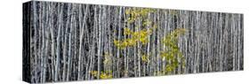 Utah, Mostly Bare Aspen Trees on Boulder Mountain-Judith Zimmerman-Stretched Canvas