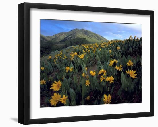 Utah. Mule's Ears in Bloom in Foothills of Oquirrh Mountains-Scott T. Smith-Framed Photographic Print