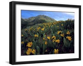 Utah. Mule's Ears in Bloom in Foothills of Oquirrh Mountains-Scott T. Smith-Framed Photographic Print