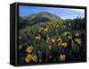 Utah. Mule's Ears in Bloom in Foothills of Oquirrh Mountains-Scott T. Smith-Framed Stretched Canvas