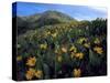 Utah. Mule's Ears in Bloom in Foothills of Oquirrh Mountains-Scott T. Smith-Stretched Canvas