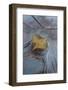 Utah, Natural Bridges National Monument. Leaf with Frozen Ice Pattern-Judith Zimmerman-Framed Photographic Print