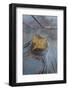 Utah, Natural Bridges National Monument. Leaf with Frozen Ice Pattern-Judith Zimmerman-Framed Photographic Print