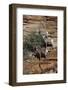 Utah. Two Female and One Male Big Horn Sheep on Red Rocks with Bush-Judith Zimmerman-Framed Photographic Print