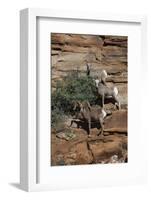 Utah. Two Female and One Male Big Horn Sheep on Red Rocks with Bush-Judith Zimmerman-Framed Photographic Print