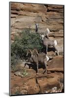 Utah. Two Female and One Male Big Horn Sheep on Red Rocks with Bush-Judith Zimmerman-Mounted Photographic Print