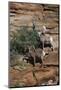 Utah. Two Female and One Male Big Horn Sheep on Red Rocks with Bush-Judith Zimmerman-Mounted Photographic Print