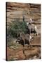 Utah. Two Female and One Male Big Horn Sheep on Red Rocks with Bush-Judith Zimmerman-Stretched Canvas