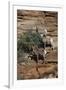 Utah. Two Female and One Male Big Horn Sheep on Red Rocks with Bush-Judith Zimmerman-Framed Photographic Print