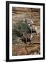 Utah. Two Female and One Male Big Horn Sheep on Red Rocks with Bush-Judith Zimmerman-Framed Photographic Print