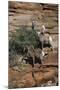 Utah. Two Female and One Male Big Horn Sheep on Red Rocks with Bush-Judith Zimmerman-Mounted Photographic Print