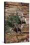 Utah. Two Female and One Male Big Horn Sheep on Red Rocks with Bush-Judith Zimmerman-Stretched Canvas